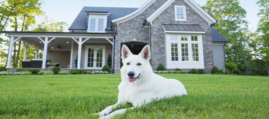 The Top 5 Guard Dog Breeds for Home Protection